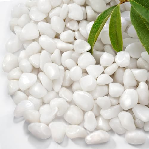 RUOJAS 1 kg de galets blancs polis naturels, pierres décoratives 1/2 | Galets pour plantes d'intérieur, vases, plantes grasses, jardinières, aménagement paysager, drainage et jardinage extérieur