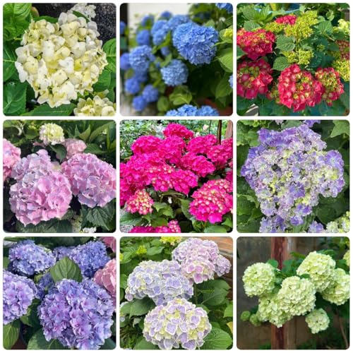 Semillas de hortensia - semillas de como para invitados organicas 500pcs