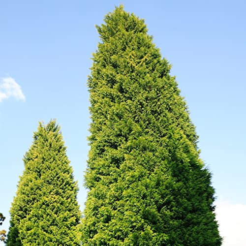 Leyland Cypress 'Castlewellan' x Cuprocyparis Cupressus leylandii 'Galway Gold' Fast-Growing Evergreen Hardy Tree Easy to Grow Your Own Garden Screen 4-Litre Potted Plants by Thompson and Morgan