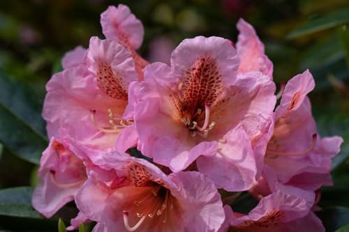 Rhododendron augustinii 80-100 cm Zierstrauch winterhart immergrün