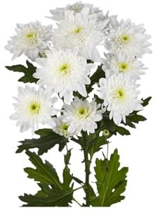 JARDIN202 - Margarita Crisantemo | Flor Natural | Crisantemo Euro | Ramo de 5 tallos | 70cm de alto | Blanco