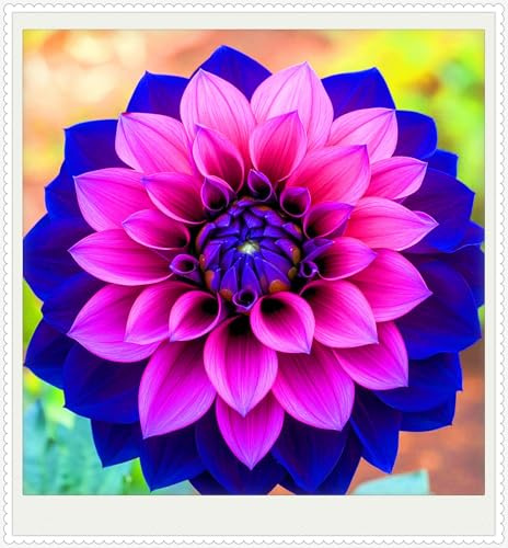 Surprise Gift Rapid Growth Dahlia tubers Hardy Perennial,Ornamental Flowers,Garden Flowers,Wedding Flower-2bulbs-f