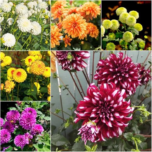 bulbi di dalia - da balcone resistenti Compra bulbi di dalia resistenti per il giardino perenni bonsái primavera 3 pezzi