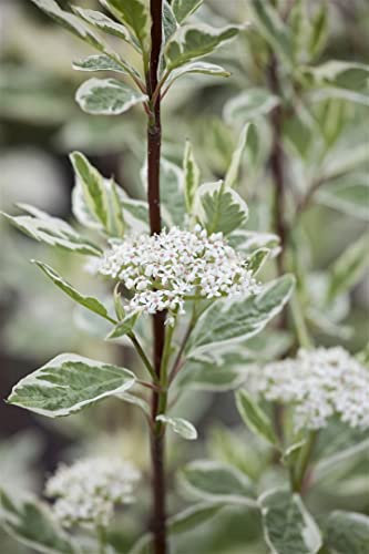 Cornus alba 'Elegantissima' 60–100 cm – Winterhart, Mehrjährig, Pflegeleicht – Weißbunter Hartriegel – Heckenpflanze für Garten & Sichtschutz