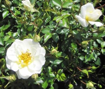 Rosa Bienenweide Ivory ® - Beetrose Bienenweide Ivory ® - Tantau Rose