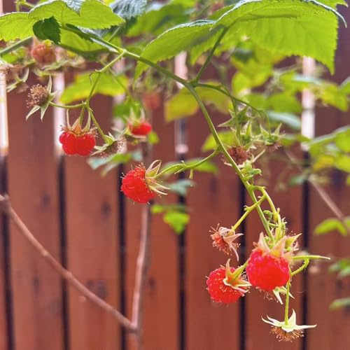Himbeeren - obstbäume kaufen säulenobst steingartenpflanzen exotische säulenobstbäume zwergobstbäume winterhart balkongewächshäuser balkonpflanzen obstgarten obstbaum obstsamen 200Samen