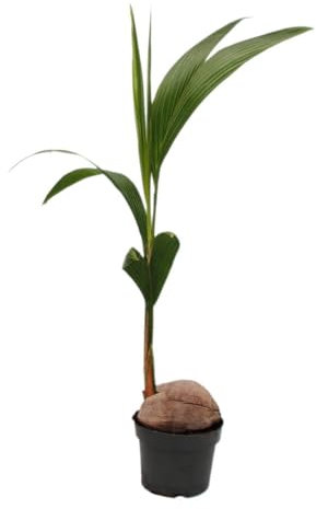 Vera palma da cocco – Cocos nucifera – con vera noce di cocco – vaso da 19 cm – altezza ca. 100 cm
