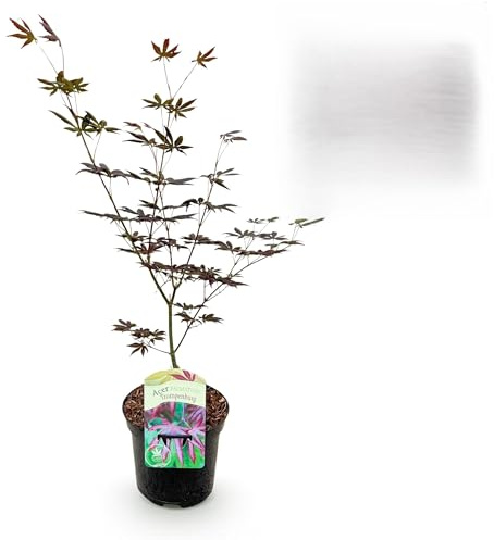 Terrassväxt - Japansk lönn - Acer palmatum Trompenburg -Mörklila - 1 Växt - Lövfällande - 60-70cm - Ø25cm - Trädgårdsväxt