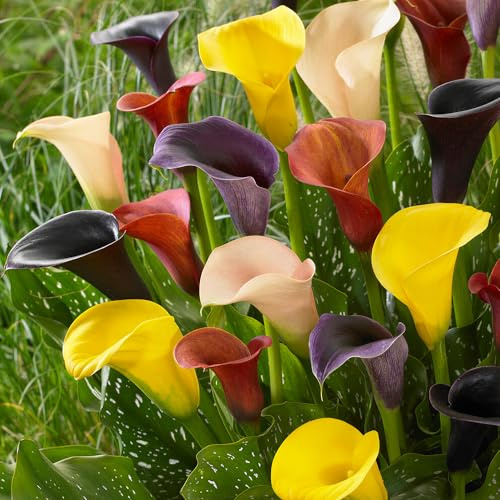 Collezione di bulbi di Calla misti (Zantedeschia) - Confezione da 10 bulbi da fiore colorati