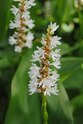 Pontederia cordata 'Alba' 9x9 cm Topf – Winterhart, Mehrjährig, Pflegeleicht – Hechtkraut – Teichpflanze für Teichrand & Uferzone