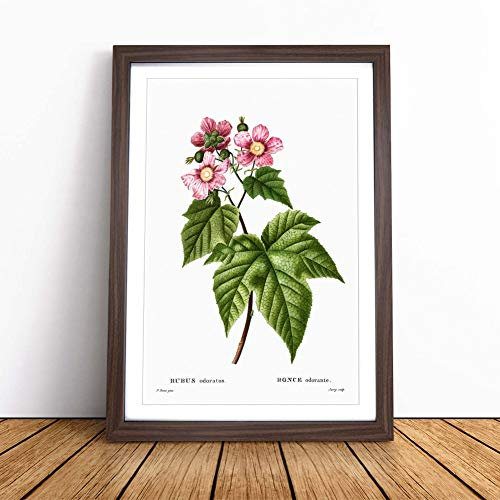 Blooming Raspberry Bush by Pierre-Joseph Redoute | Framed Wall Art Print | Modern Home Decor Picture | Ready to Hang Artwork for Living Room, Bedroom, Kitchen or Office | Multiple Sizes