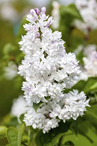 Syringa vulgaris 'Mme Lemoine' 60–80 cm – Winterhart, Mehrjährig, Pflegeleicht – Flieder – Heckenpflanze für Garten & Sichtschutz