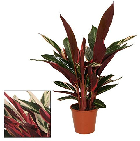 Schattenpflanze mit ausgefallenem Blattmuster Calathea triostar 14cm Topf