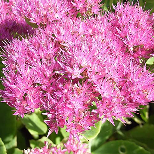6 x Sedum Spectabile 'Carmen' - Perenni Vaso 9cm x 9cm