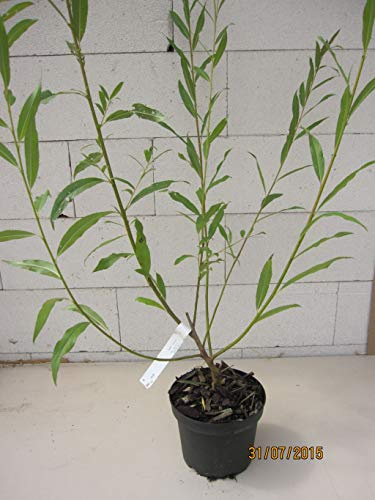 Salix alba - Silberweide