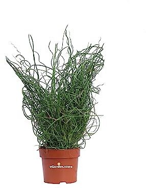 Pianta di Juncus Effusus Spiralis Pianta di Giunco pianta da esterno pianta di Giuco Spirale pianta acquatica pianta ornamentale pianta vera venduta da eGarden.store