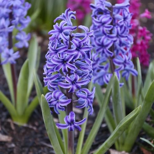 Hyazinthen, gartendeko für draußen Hyacinthus orientalis, balkonpflanzen winterhart mehrjährig seltene blumendeko bodendecker 6Zwiebeln