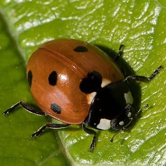 Coccinelles à 7 points adultes (Coccinella septempunctata) anti pucerons du potager ou rosier - 20 coccinelles pour 10 m² ou 4 rosiers - Traitement naturel et bio.