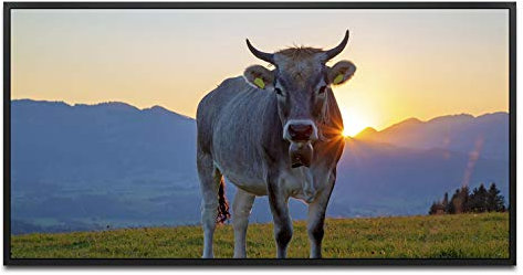 Kuh im Allgäu ca. 130x70cm Wandbild inklusive Schattenfugenrahmen schwarz - Panorama Leinwand Bild XXL Format Wandbilder Wohnzimmer Wohnung Deko Kunstdrucke