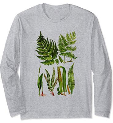 Felce Pianta Botanica Botanica Nuova Zelanda Felce Maglia a Manica