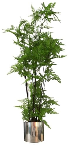 Leaf Artificial Realistic Natural Look Moss Fern in Pot Moss Fern Large Silver 150cm
