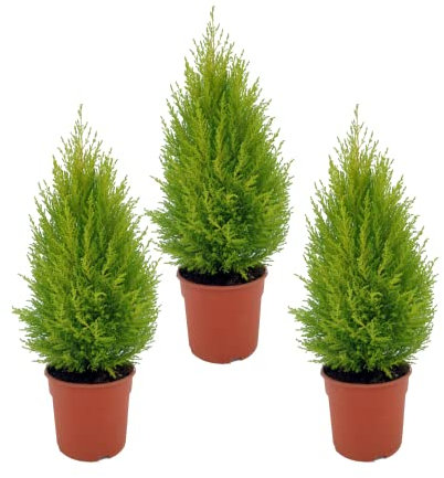 DECOALIVE Ciprés Goldcrest - Pack 3 Unidades - Árboles de Exterior Color Dorado