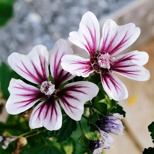 semillas de malva perenne resistente - jardín, orgánicas exóticas 250pcs