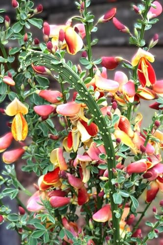 Edelginster Cytisus scoparius Fantasy Ginster 40-60 cm
