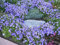 campanula 'blu clip' ~ campanula, campanula Carpatica Seeds perenne