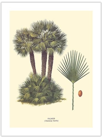 Dwarf Palm Tree - Palmier (Chamaerops Humilis) - Vintage Botanical Illustration by Ferry c.1967 - Eco-friendly Premium Hemp Paper 290gsm (Unframed) Art Print 18x24in