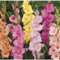 Bulbo De Gladiolo-Gladiolos En Maceta,Gladiolos Bulbos,Gladiolus Tristis,Planta De Gladiolos,Plantar En Macetas,Decoracion De Jardin-15Bulbos-a