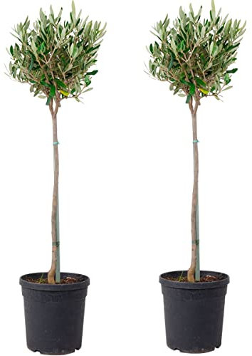Árboles de Olivo - Pack 2 Plantas - Olivos Naturales para Decorar el Hogar - Olea Europaea