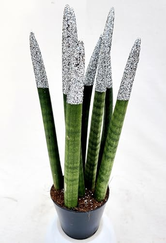 POWERS TO FLOWERS - SANSEVERIA CILINDRICA COLOR LIFE ARGENTO, ALTEZZA 25/30CM, pianta vera
