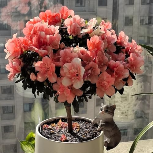 AzaleeSamen, azalee gartenpflanzen Rhododendron, stauden winterhart mehrjährig steingartenpflanzen 300pcs