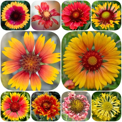 Kokardenblume, balkonpflanzen stauden winterhart mehrjährig seltene blumensamen schmetterlingswiese wildblumensamen gartendeko für draußen alte sorten bodendecker exotische 300Samen