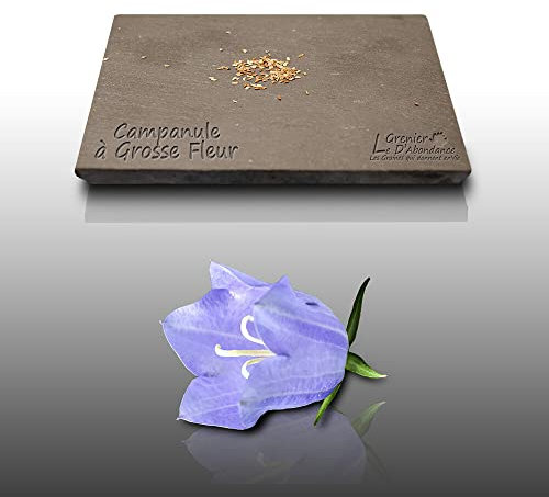 100 graines Fleurs à semer - Le Grenier d'Abondance - CAMPANULE - Campanula