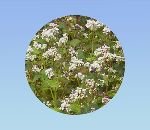 20 Graines de Sarrasin (Blé Noir) – Plante Couvre-Sol, Engrais Vert, Miel – Croissance Rapide, Fleurs Mellifères, Graines Comestibles