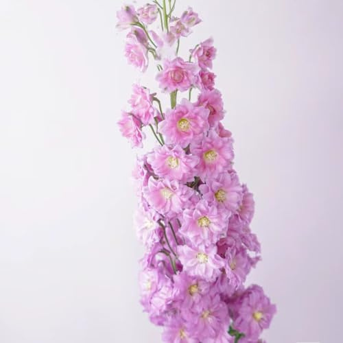 delphinium - Delphinium - arredamento per soggiorno con letto rialzato ornamentali per luoghi soleggiati da insoliti d'appartamento rare 200semi