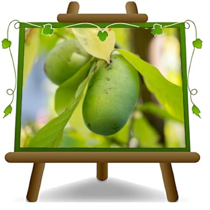 EURO PLANTS VIVAI Asimina Triloba Sunflower Vaso 12×12 cm | PawPaw Altezza: 50-60 cm Età: 2 anni