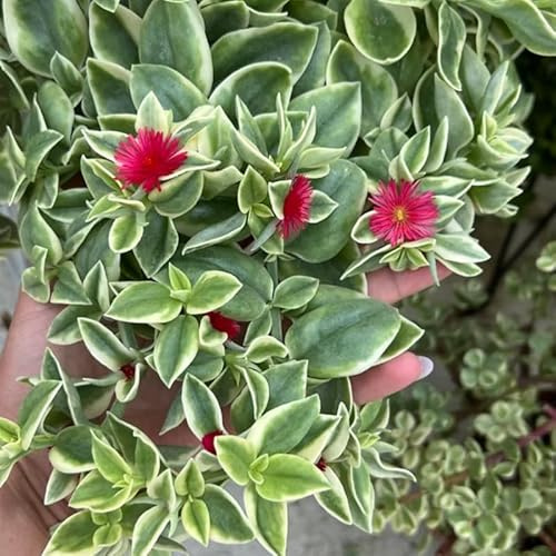 Pink Ice Plant, Variegated Baby Sun Rose in 2'' Pot, Trailing Succulents, Ground Cover, Outdoor Garden