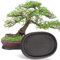 Pinkunn Confezione da 2 vassoi antigoccia per bonsai, in plastica, per interni ed esterni, cactus, piante grasse, bonsai, pietre non incluse (31 x 20 cm, ellisse)