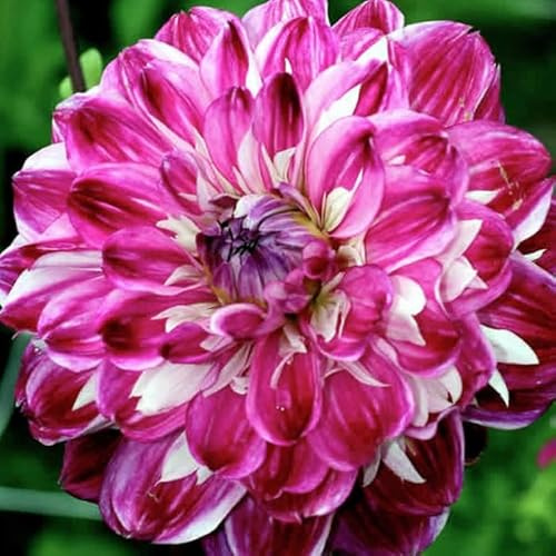 Mix Dalia bulbi,Dalia pianta vera,Piante erbacee perenni,Facile da curare,Decorazione del giardino, bulbi belli e sani(non fiori artificiali)-2 bulbi-J