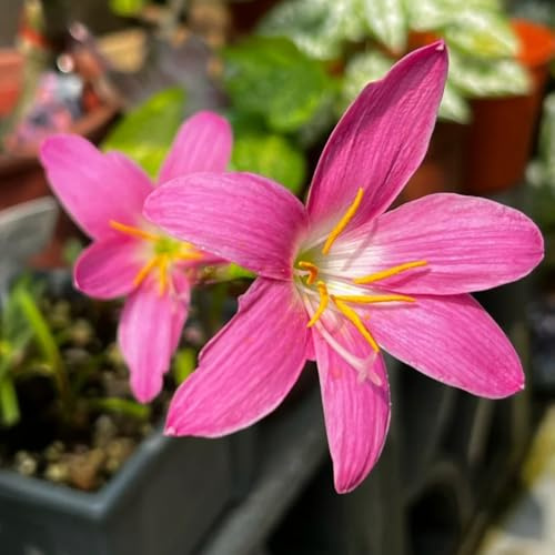 Bulbi di Zephyranthes, rare Zefiranthes Candida, decorazione floreale bulbi di precoci serre da balcone vecchie varietà copertura del terreno resistenti 2pcs