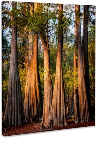 3dRose USA, Louisiana, Atchafalaya Basin, Pierce Lake, bald cypress, sunrise Museum Grade Canvas Wrap 8x10