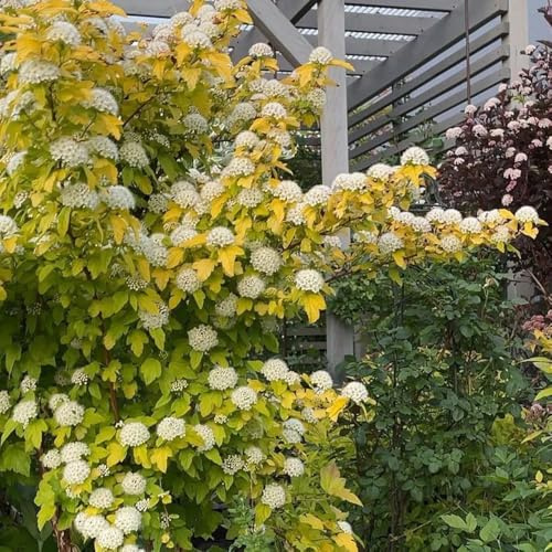 nueve cortezas de faisán de jardín rocas Jardín interior con primavera exóticas balcón, cocina lugares soleados 250semillas