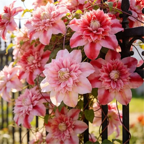 Clemátide rara y resistente - Clemátide trepadora perenne en maceta - Ideal para jardín, balcón y decoración en maceta-3 Rizoma-D