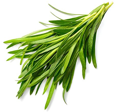 Tarragon Plants, 12 x Plug Plant Pack, Herb Plants, Indoor or Outdoor, Garden Herbs, Garden Ready and Ready to Plant, Premium Quality Herbs