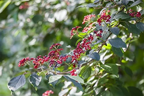 Viburnum lantana 60-100 cm - Wolliger Schneeball, weiße Blüten, Blütezeit Mai-Juni, ideal für Hecken, bienenfreundlich, winterhart