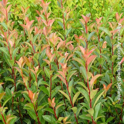 Photinia compacta carrè rouge, 24 piante alte 30/40 cm, vaso Ø15