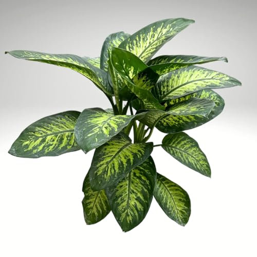 I GIARDINI DI GIULIA - Dieffenbachia Tropic Snow | Pianta Vera da Interno | Altezza 90 cm | Vaso 21 cm | Facile da Curare | Verde Variegato | Tollerante alla Poca Luce